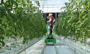 數(shù)字化田園夢(mèng) 三亞奇幻世界共享農(nóng)莊的北京網(wǎng)絡(luò)技術(shù)推廣策略